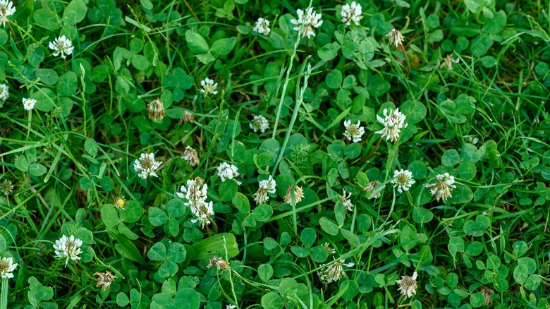 clover in lawn