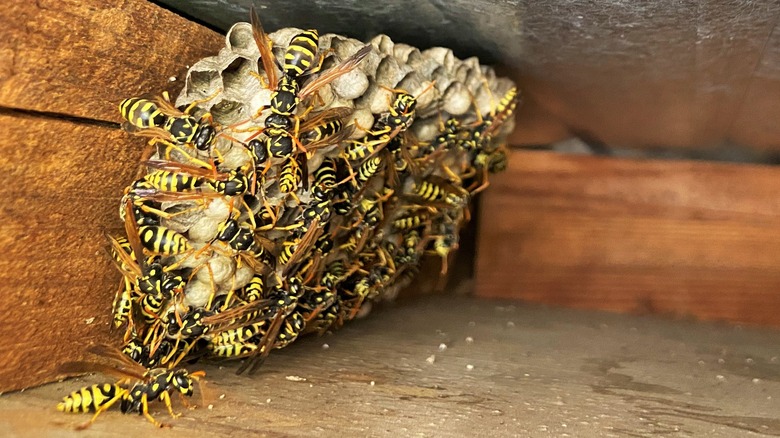 Hidden wasp nest