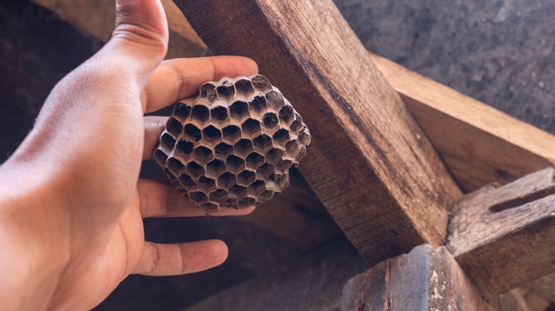 Removing wasp nest