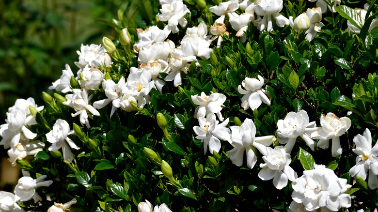 bush of gardenias