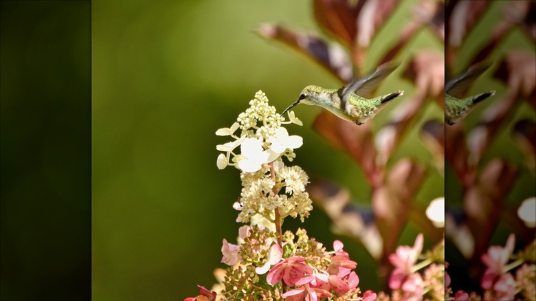 hummingbird on a hydrangea flower