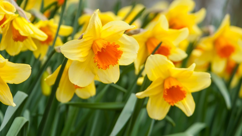 yellow daffodils with orange centers