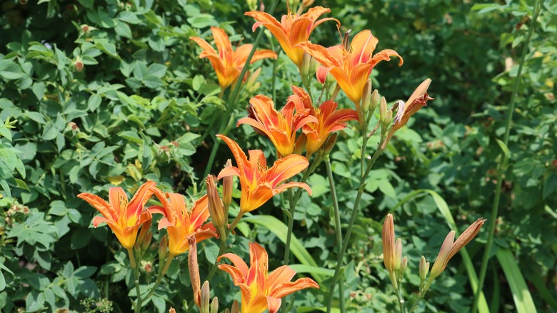 orange daylily blooms and foliage