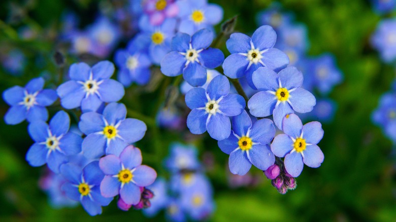 close-up of blue forget-me-nots