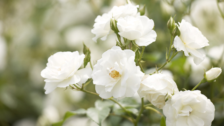 white roses on bush