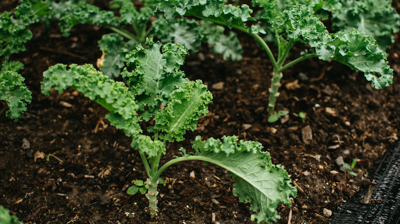 curly kale leaves planted in garden