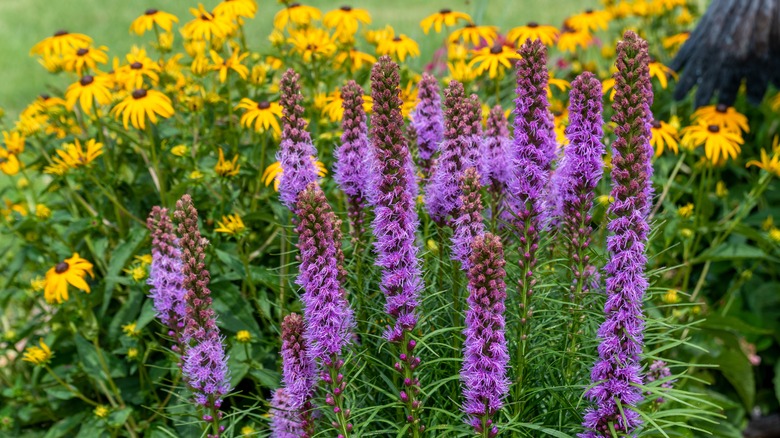 liatris and rudbeckia prairie garden