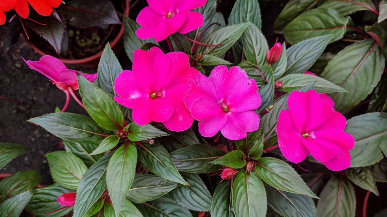 pink impatiens flowers