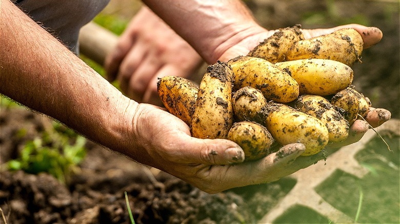 Person harvesting potatoes