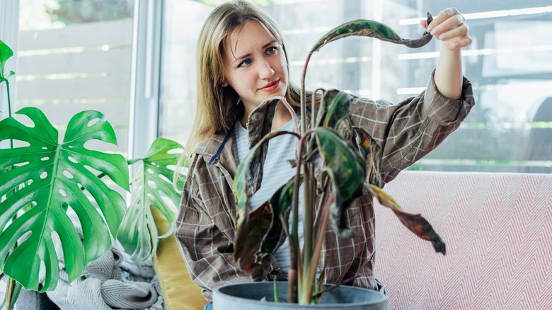 woman examining dying houseplant