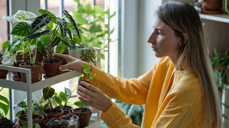 woman examining her houseplants