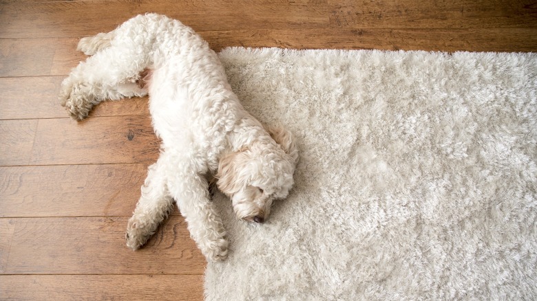 white cockapoo lying on white shag rug and hardwood floor