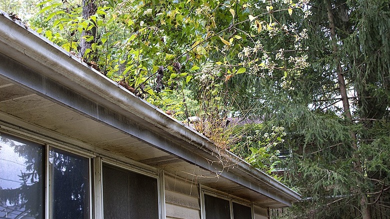 Tree branches on house roof