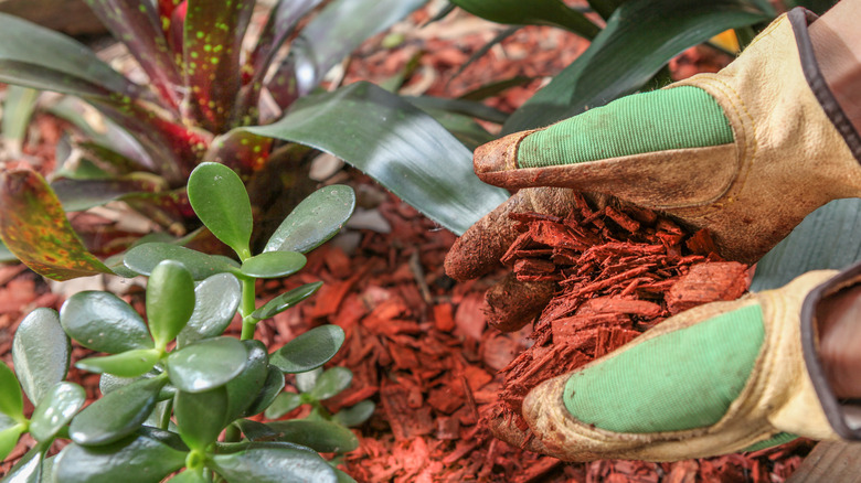 Red cypress mulch for termites