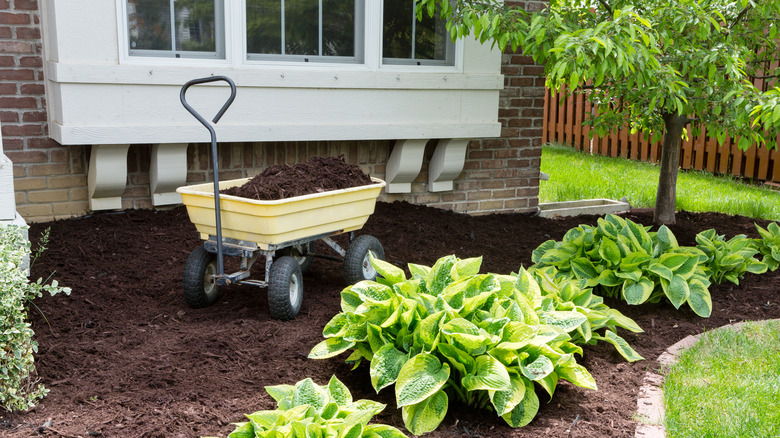 Mulching near the house