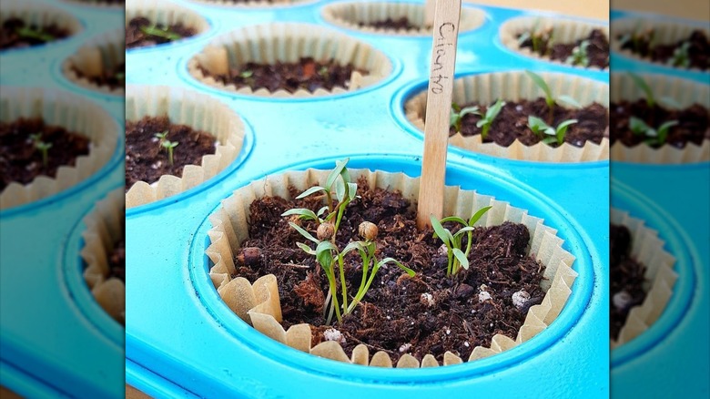 Collection of seed starters inside cupcake liners in a muffin tin