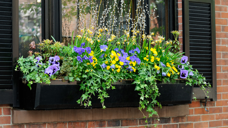 A metal gutter window box planter filled with flowering plants and ivy.