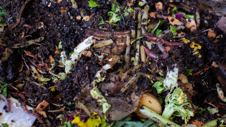 coffee in compost with worms