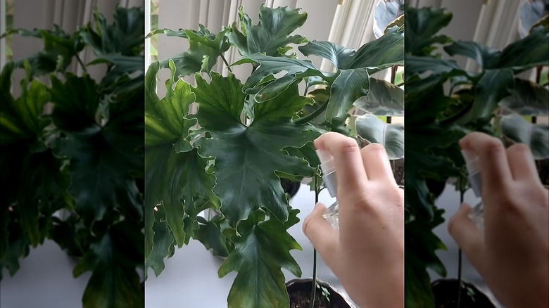 Close-up of a hand using a spray bottle on a plant