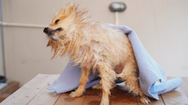 A wet Pomeranian dries off under a small microfiber towel