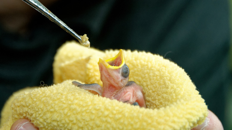 A rescued chick sits wrapped in a microfiber cloth opening its beak to receive some food from tweezers