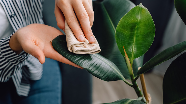 Carefully wiping the leaves of a houseplant with a folded microfiber cloth