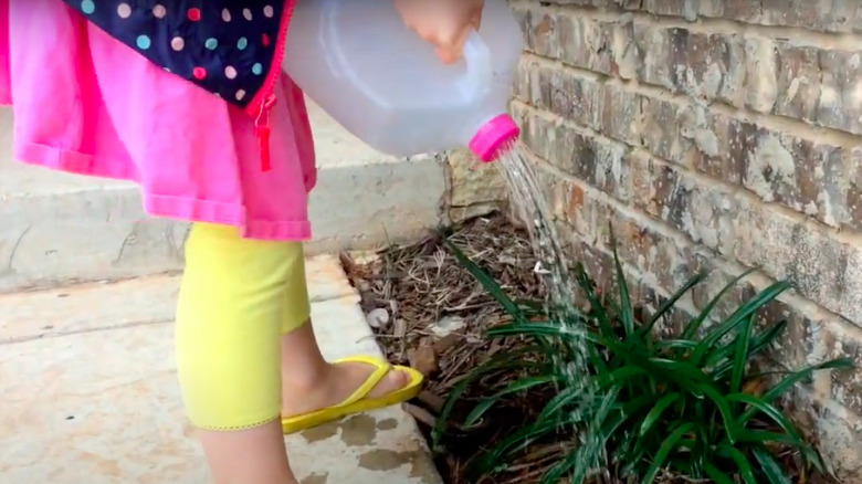 Girl watering plant with milk jug