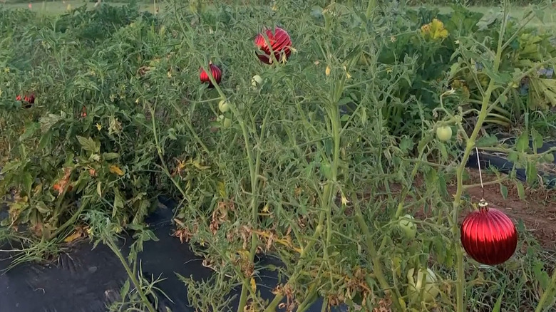 Red ornaments hung in the garden