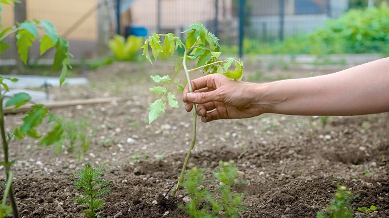supporting a seedling in garden