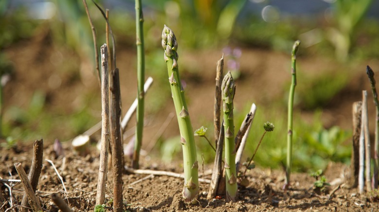 Asparagus spears in the field