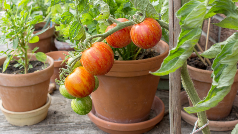 tomato plant growing in pot