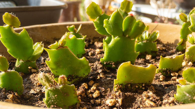 christmas cactus propogation