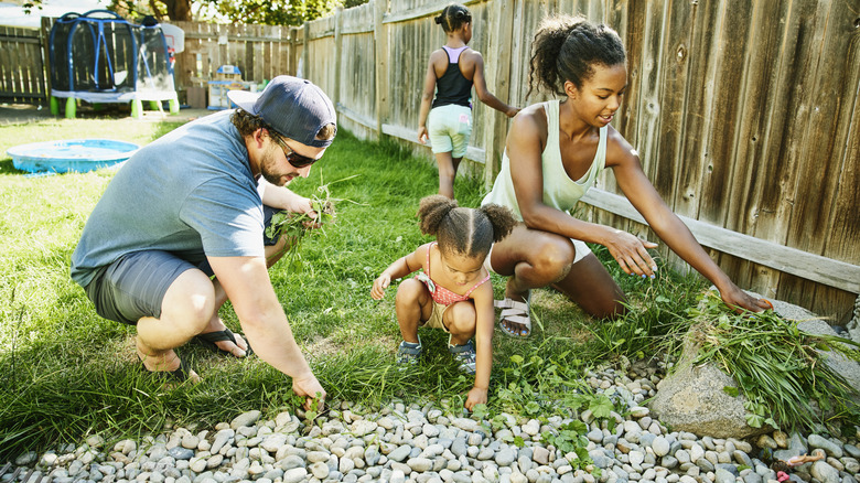 A family pulling weeds from gravel