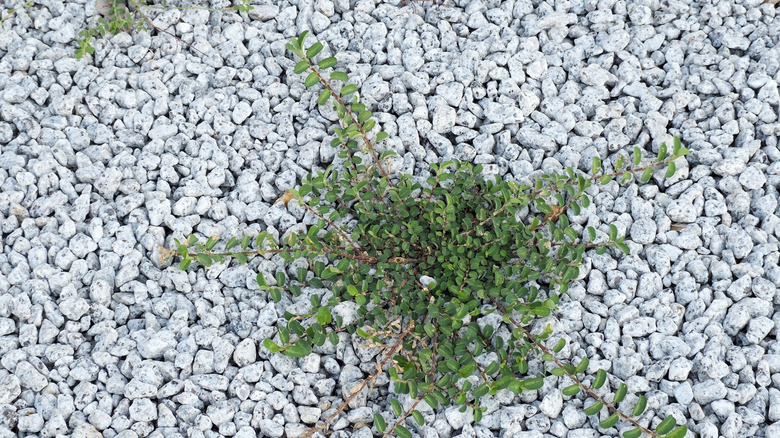 Weeds growing through the gravel