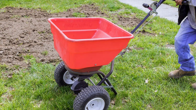 A man pushing a red seed spreader over a patchy lawn