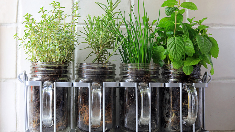 Herb garden in kitchen 