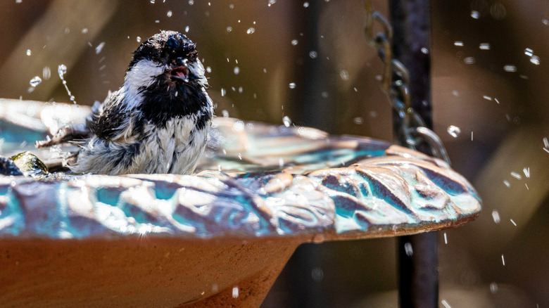 Bird splashing around in a bird bath