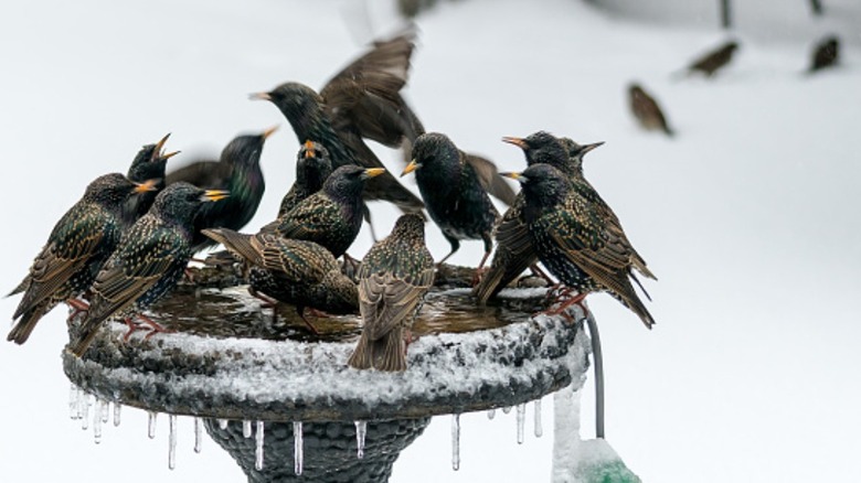 Flock of birds on a frozen bird bath