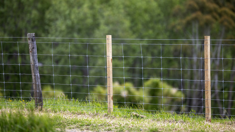 Hog wire fencing with trees in background