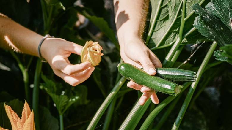 A person holding two zucchinis in the garden