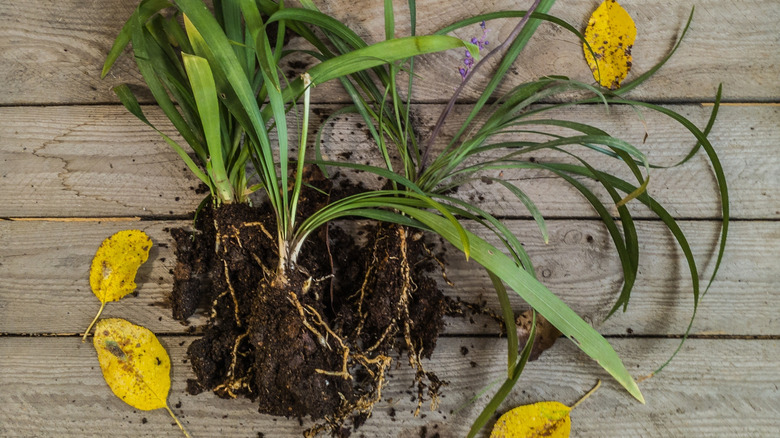 divided monkey grass with soil on wooden deck