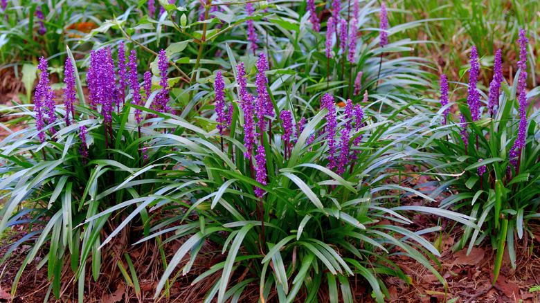 Liriope muscari with purple flowers in garden bed