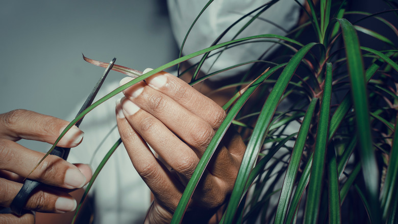 Trimming leaves of dracaena marginata