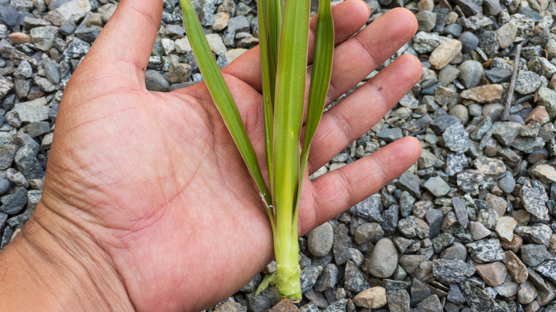 Small cutting from dracaena marginata