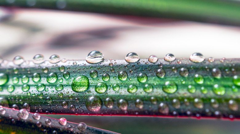 Water droplets on dracaena marginata