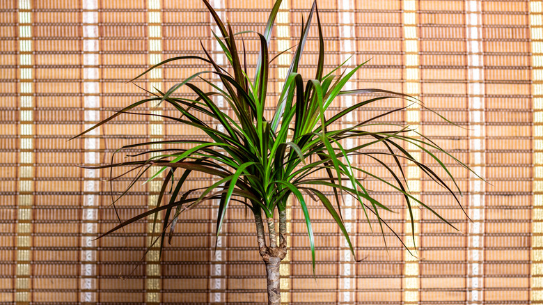 Dracaena marginata in front of curtain