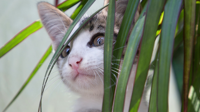 Kitten peeking through leaves