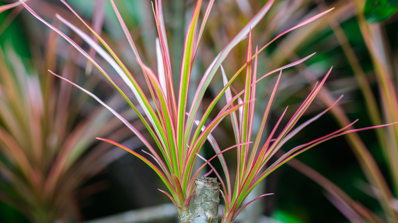 Upper half of dracaena marginata magenta