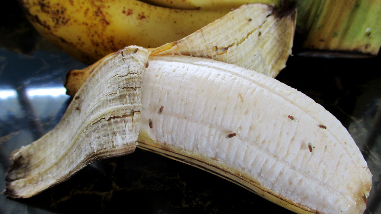 Peeled open banana with several fruit flies