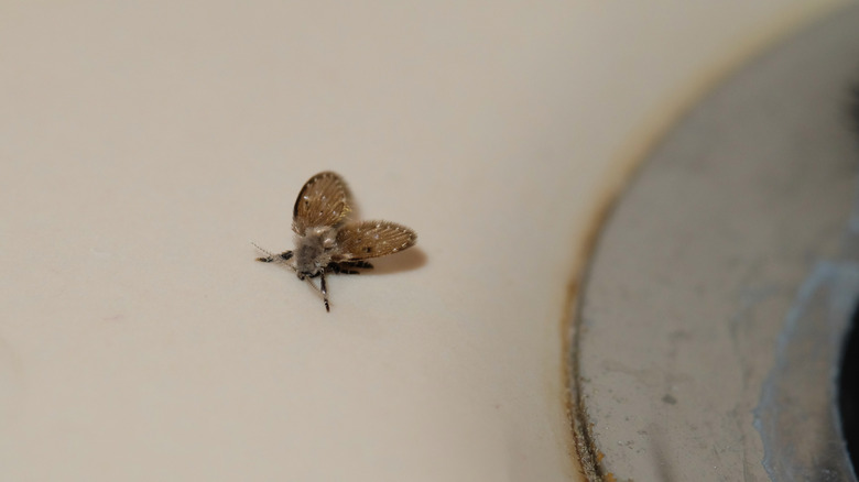 Lone drain fly in sink